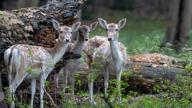 Fallow deer captured in the park